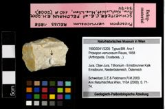Foto (Objekt + Etiketten) von Prosopon verrucosum (Reuss, 1858) 